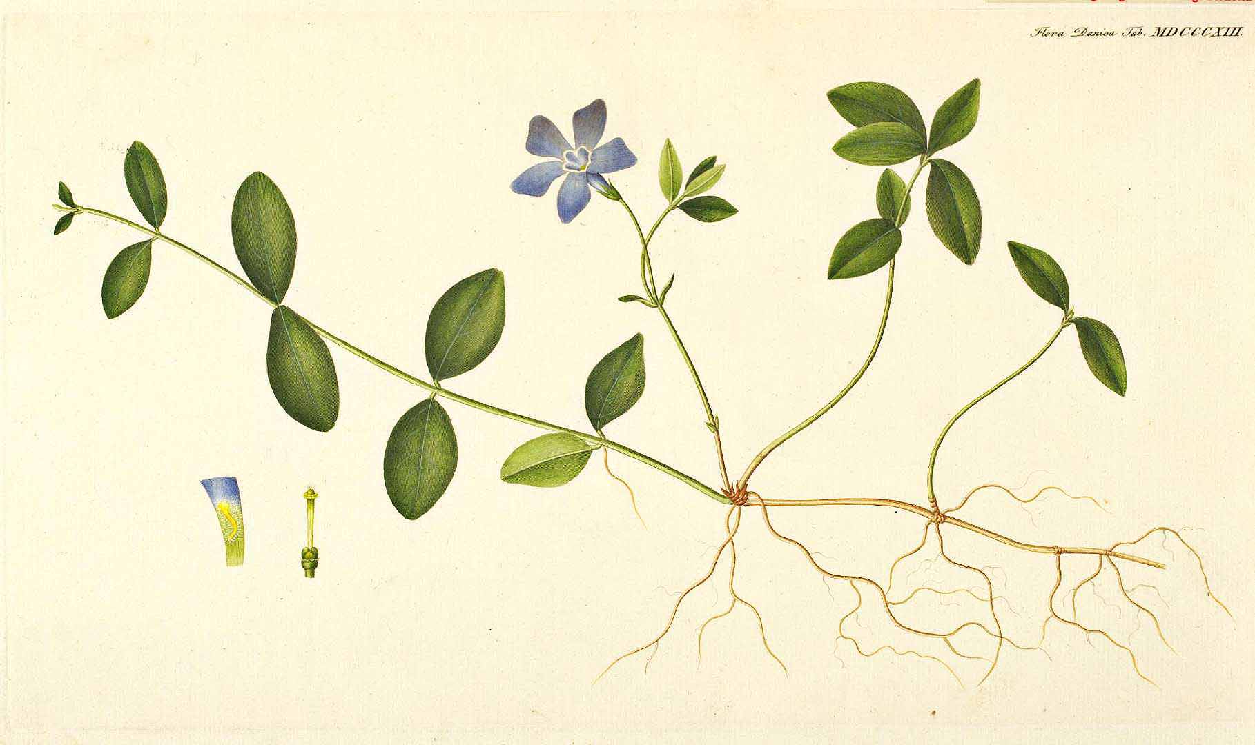 Illustration Vinca minor, Par Oeder, G.C., Flora Danica (1761-1861) Fl. Dan., via plantillustrations 