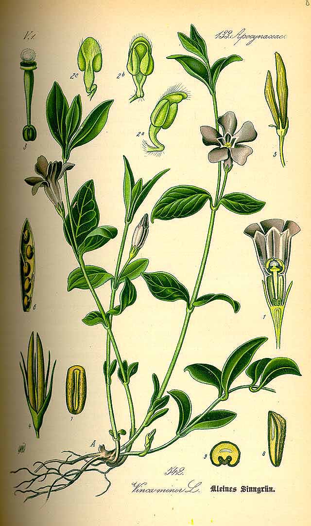 Illustration Vinca minor, Par Thomé, O.W., Flora von Deutschland Österreich und der Schweiz (1886-1889) Fl. Deutschl., via plantillustrations 