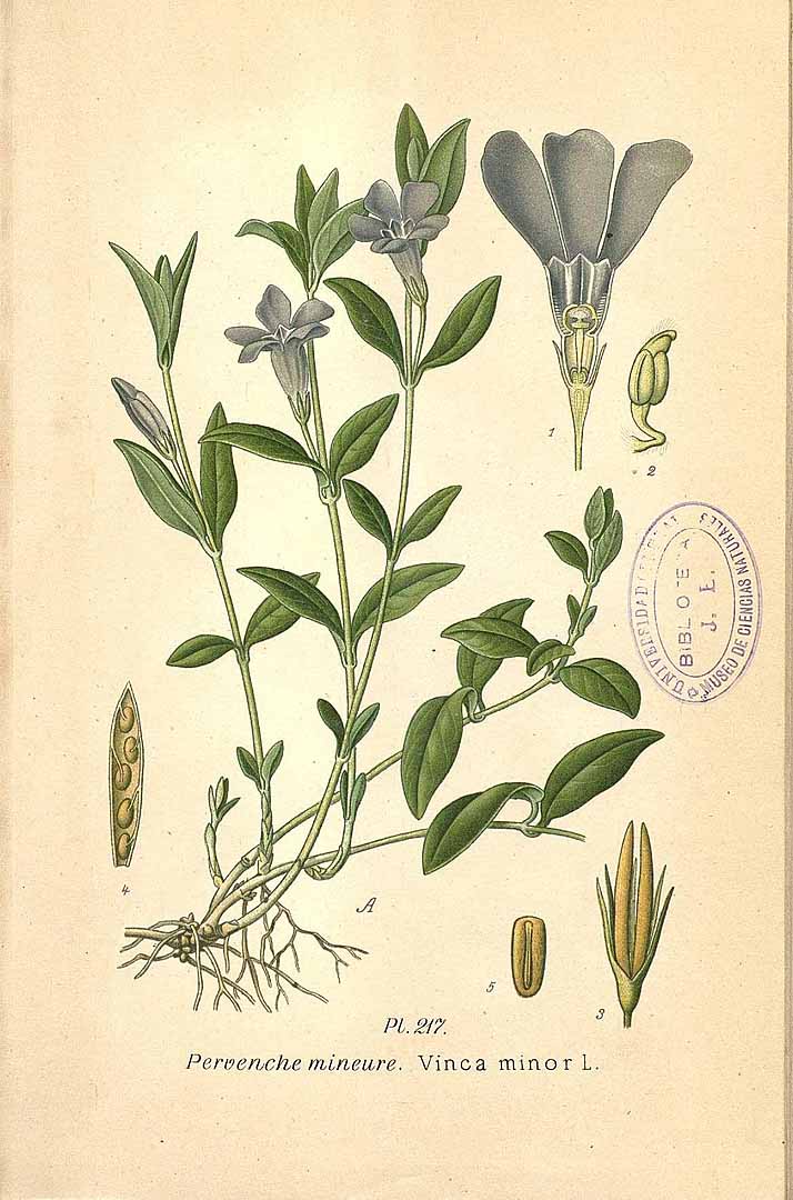 Illustration Vinca minor, Par Masclef, A., Atlas des plantes de France (1890-1893) Atlas Pl. France, via plantillustrations 