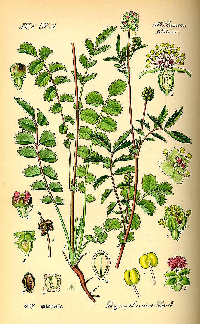 Illustration Sanguisorba minor, Par Thomé, O.W., Flora von Deutschland Österreich und der Schweiz (1886-1889) Fl. Deutschl. vol. 3 (1885), via plantillustrations 