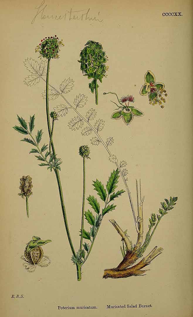 Illustration Sanguisorba minor, Par Smith, J.E., English botany, or coloured figures of British plants, ed. 3 [B] [J.E. Sowerby et al] (1863-1899) Engl. Bot., ed. 3 vol. 3 (1864), via plantillustrations 