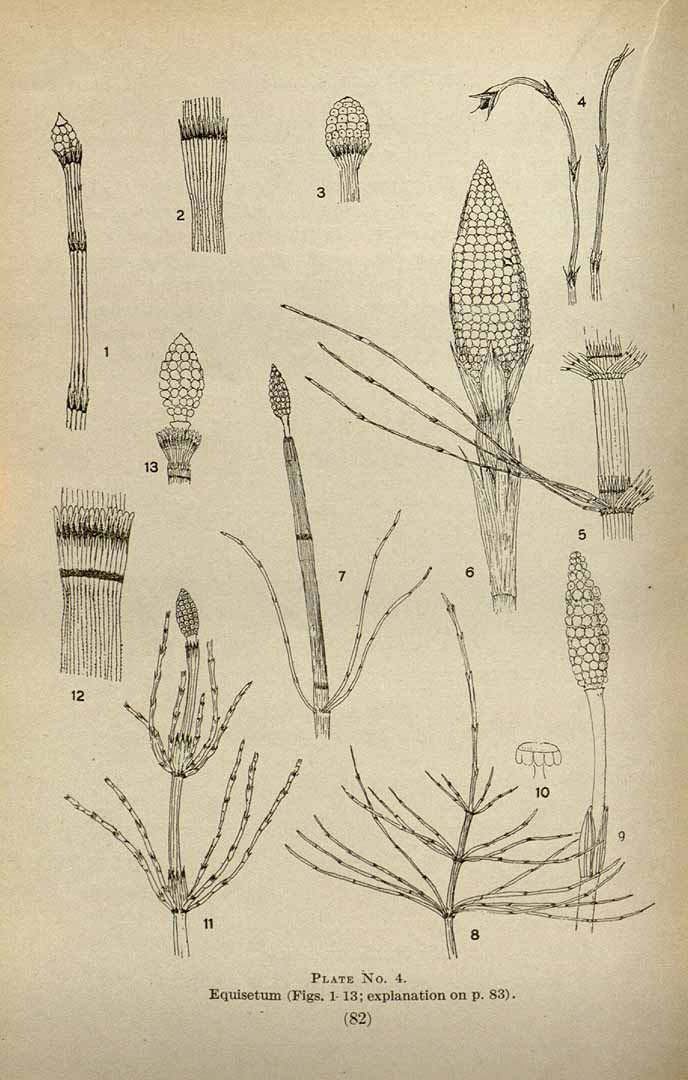 Illustration Equisetum scirpoides, Par American fern journal (vol. 4: t. 4, fig. 4, 1910-2007), via plantillustrations 