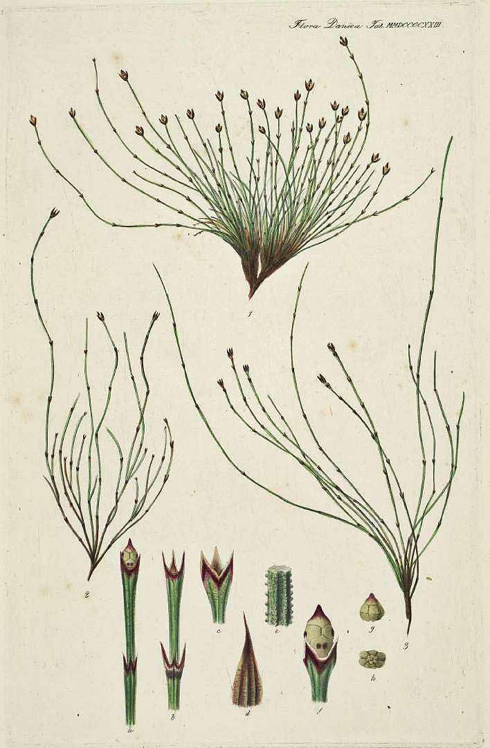 Illustration Equisetum scirpoides, Par Oeder, G.C., Flora Danica (1761-1861) Fl. Dan., via plantillustrations 