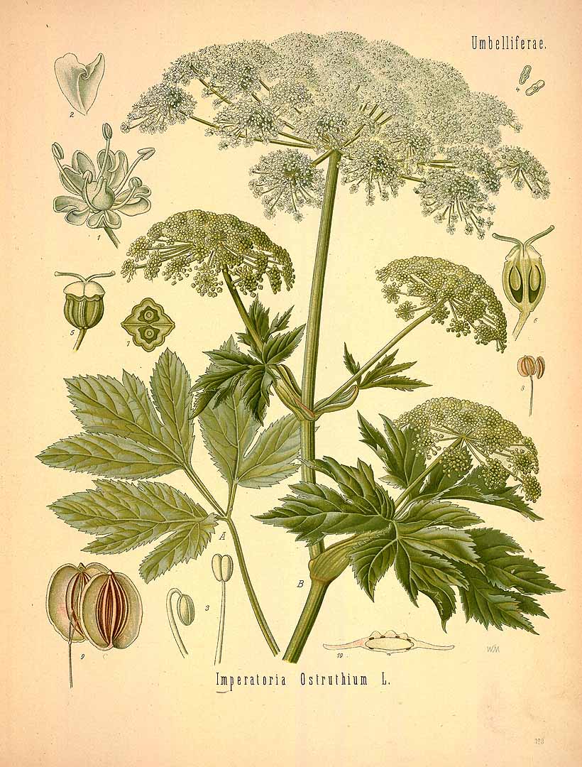 Illustration Peucedanum ostruthium, Par Ko&#776;hler, F.E., Ko&#776;hler?s Medizinal Pflanzen (1883-1914) Med.-Pfl. vol. 2 (1890) t. 123, via plantillustrations 