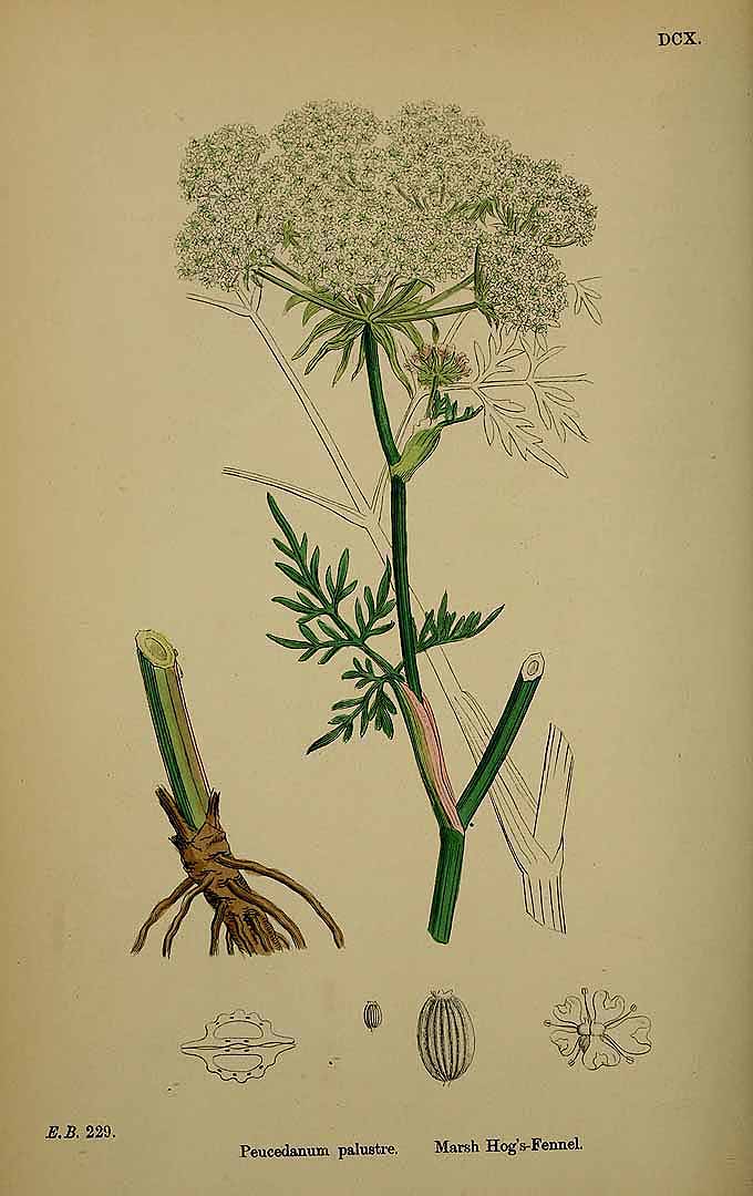 Illustration Peucedanum palustre, Par Smith, J.E., English botany, or coloured figures of British plants, ed. 3 [B] [J.E. Sowerby et al] (1863-1899) Engl. Bot., ed. 3 vol. 4 (1865) t. 610, via plantillustrations 
