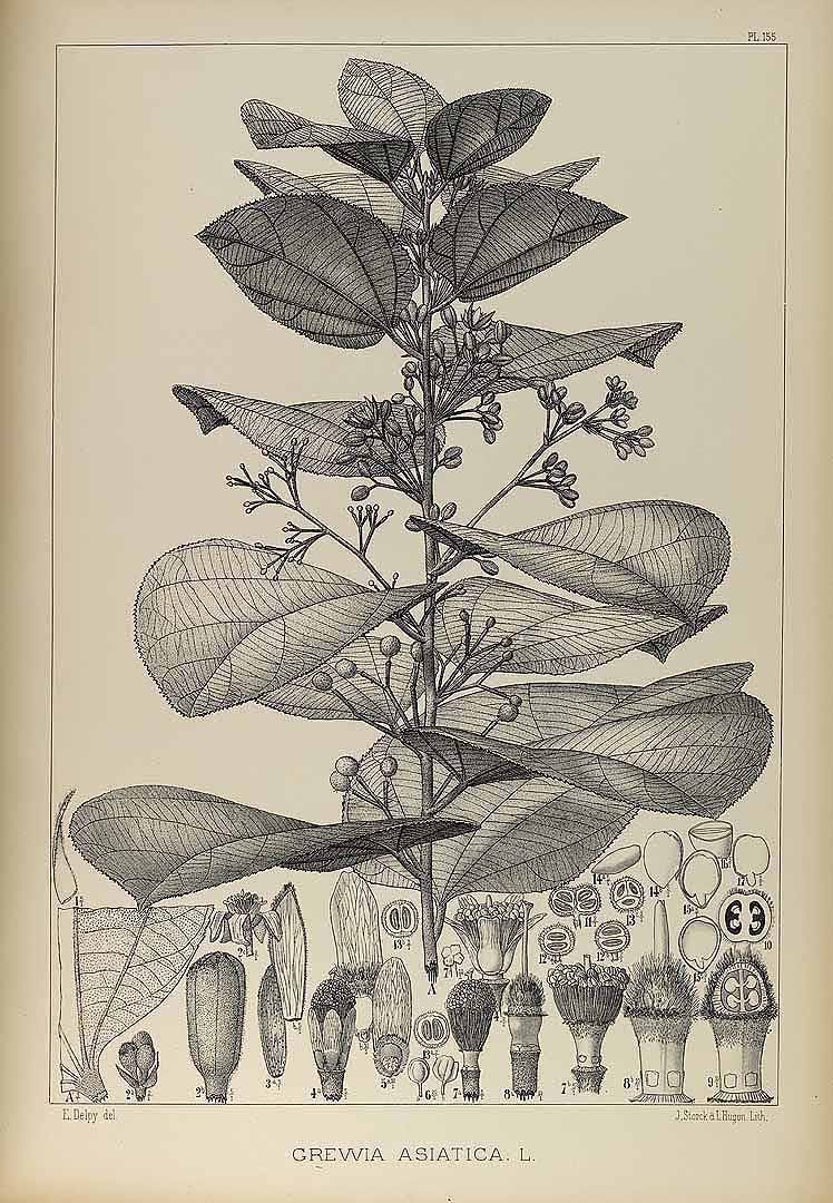 Illustration Grewia asiatica, Par Pierre L. (Flore forestiere de la Cochinchine, vol. 2: t. 155, 1839), via plantillustrations 