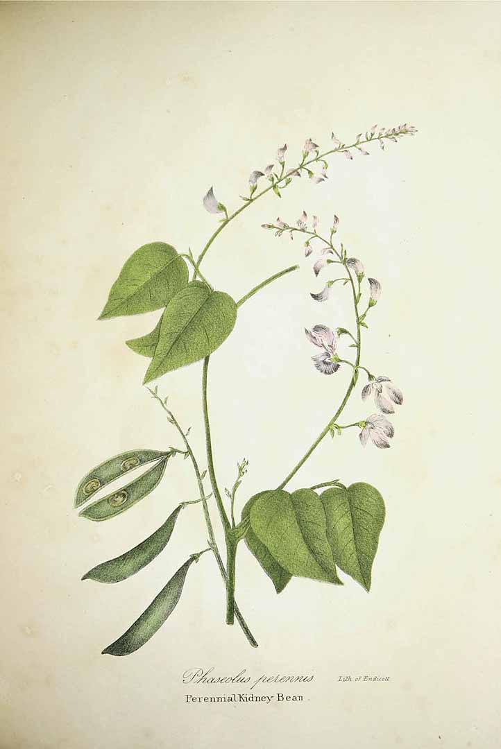 Illustration Phaseolus polystachios, Par Torrey, J., flora of the state of New York (handcoloured) (1843) Fl. New York [coloured version] vol. 1 (1843) t. 23, via plantillustrations 