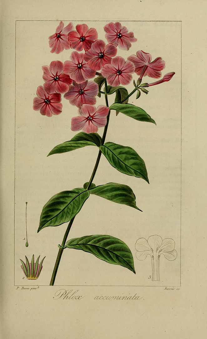 Illustration Phlox paniculata, Par Delaunay, M., Loiseleur-Deslongchamps, J.L.A., Herbier général de l?amateur (1814-1827) Herb. Gén. Amat. vol. 5 (1821), via plantillustrations 