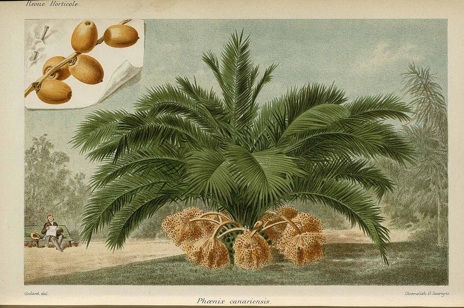 Illustration Phoenix canariensis, Par Revue horticole, sér. 4 (1852-1974) Rev. Hort. (Paris), ser. 4 vol. 60 (1888) [60e ANNÉE - 1888] , via plantillustrations 