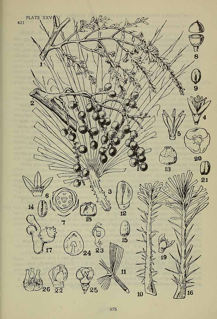 Illustration Phoenix canariensis, Par Komarov (Komorov), V.L., Flora of the U.S.S.R. (1934-1964) Fl. URSS vol. 3 t. 25	p. 486 f. 16-21 , via plantillustrations 