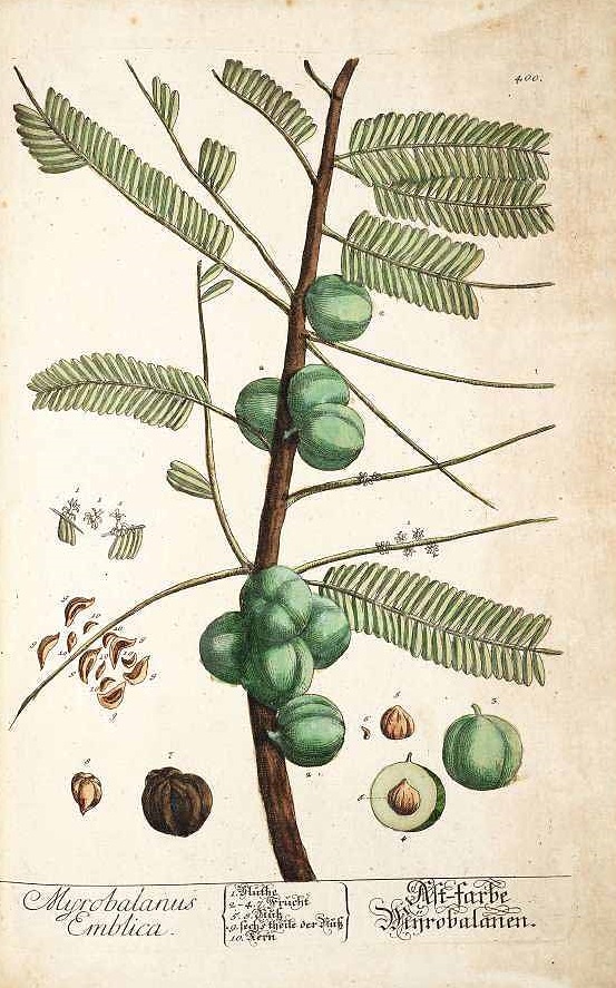 Illustration Phyllanthus emblica, Par Blackwell, E., Herbarium Blackwellianum (1747-1773) Herb. Blackwell. vol. 4 (1760) t. 400, via plantillustrations 