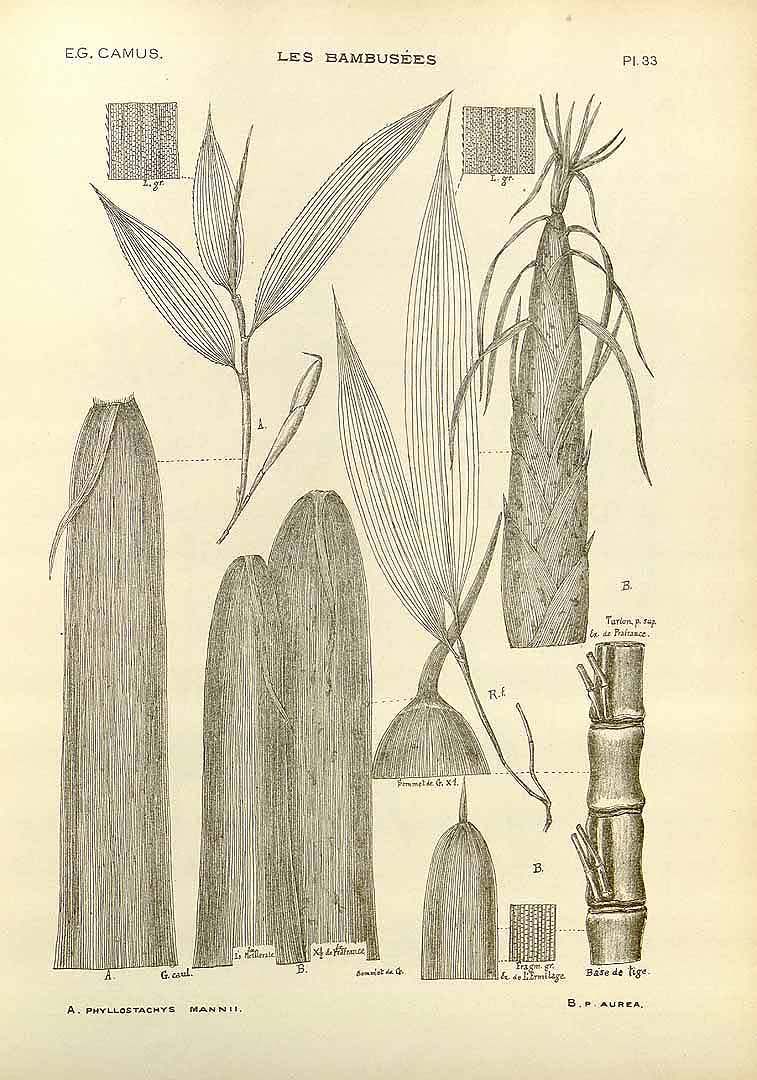 Illustration Phyllostachys aurea, Par Camus, E.G., bambuse&#769;es, Atlas (1913) Bambusées vol. 2 (1913) t. 33	f. B , via plantillustrations 
