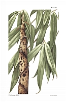 Illustration Phyllostachys dulcis, Par Curtis, W., et al., Curtis?s Botanical Magazine, ser. 2 (1984-2021) Bot. Mag., ser. 2 vol. 12 (1995) t. 262, via plantillustrations 