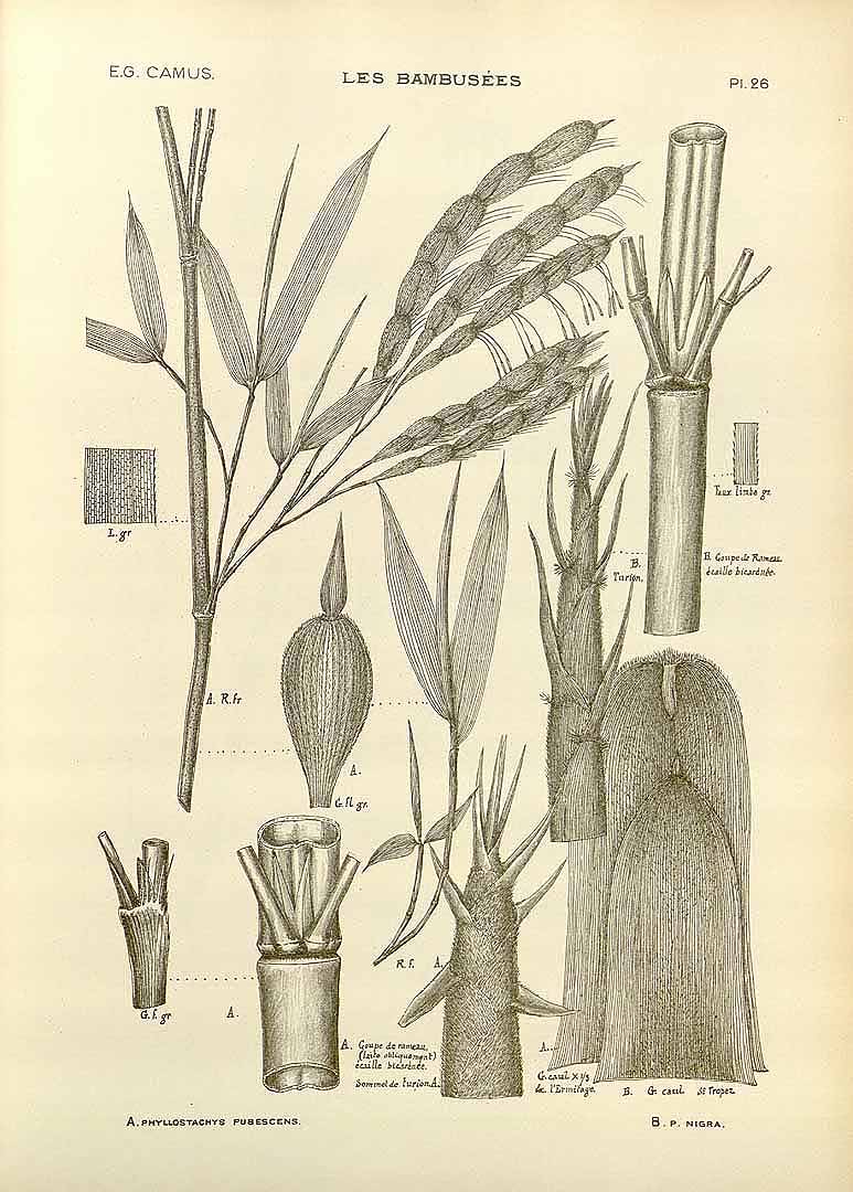 Illustration Phyllostachys edulis, Par Camus, E.G., bambuse&#769;es, Atlas (1913) Bambusées vol. 2 (1913) t. 26	f. A , via plantillustrations 