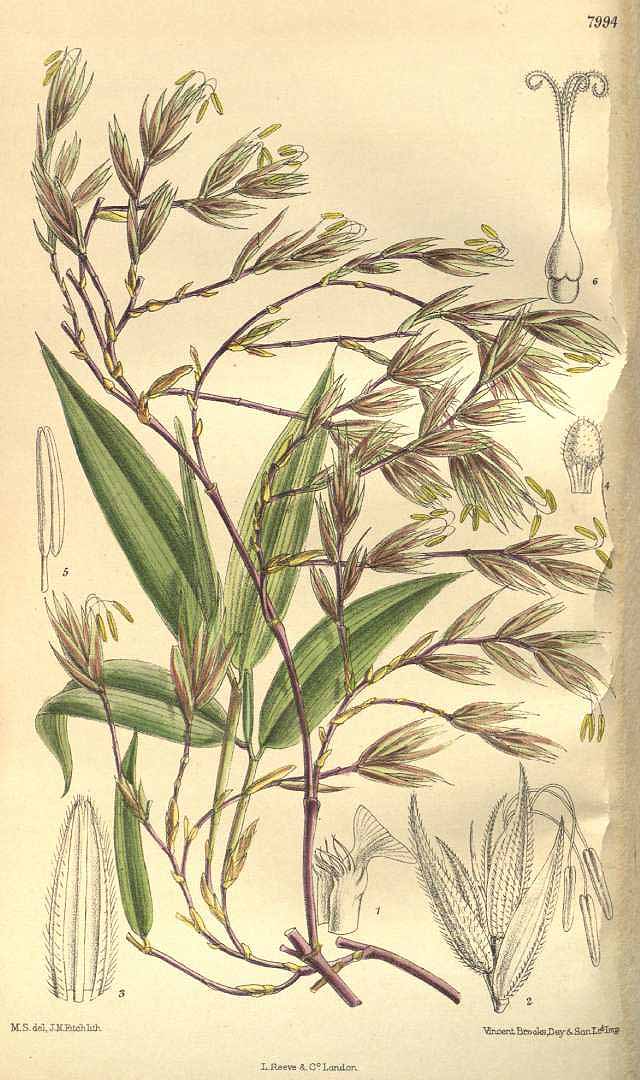 Illustration Phyllostachys nigra, Par Curtis, W., Botanical Magazine (1800-1948) Bot. Mag. vol. 131 (1905) [tt. 7992-8051] t. 7994, via plantillustrations 