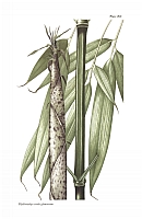 Illustration Phyllostachys viridiglaucescens, Par Curtis, W., et al., Curtis?s Botanical Magazine, ser. 2 (1984-2021) Bot. Mag., ser. 2 vol. 12 (1995) t. 260, via plantillustrations 