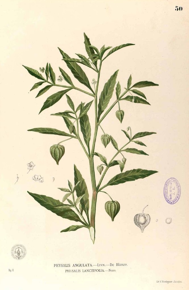 Illustration Physalis angulata, Par Blanco, M., Flora de Filipinas, ed. 3 (1877-1883) Fl. Filip., ed. 3 t. 50, via plantillustrations 