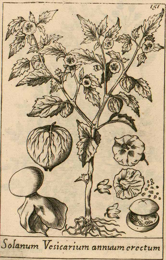 Illustration Physalis angulata, Par Barrellier, J., Plantae per Galliam, Hispaniam et Italiam observatae (1714) Pl. Galliam Hispaniam Italiam Obs. t. 149-152 f. 151 , via plantillustrations 