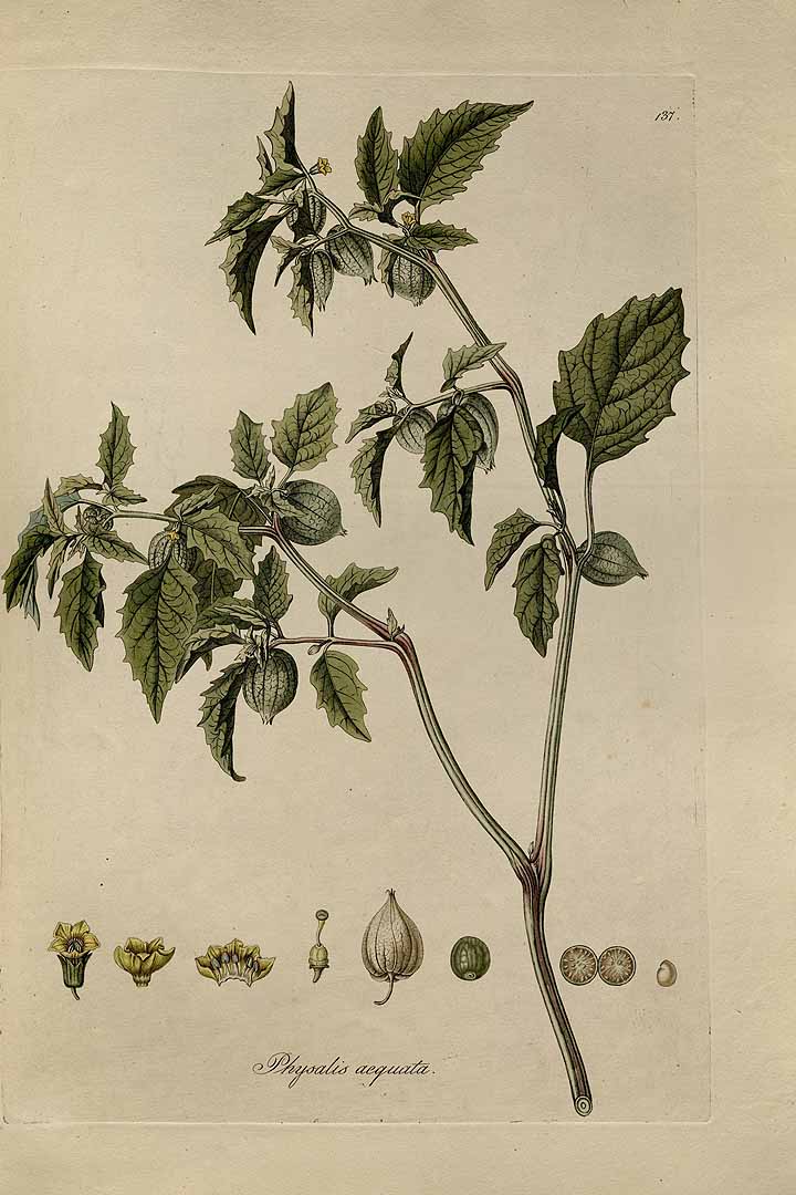 Illustration Physalis philadelphica, Par Jacquin, J.F. von, Eclogae plantarum rariorum (1811-1844) Ecl. Pl. Rar. vol. 2 (1844) t. 137	p. 7 , via plantillustrations 
