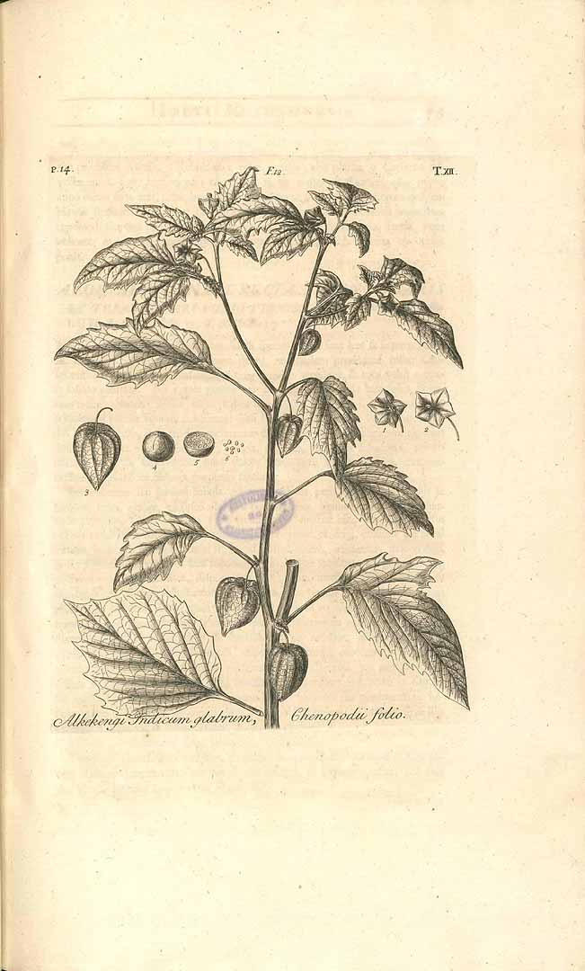 Illustration Physalis pruinosa, Par Dillenius, J.J., Hortus Elthamensis (1732) Hort. Elth. vol. 1 (1732) t. 12	p. 14 f. 12 , via plantillustrations 