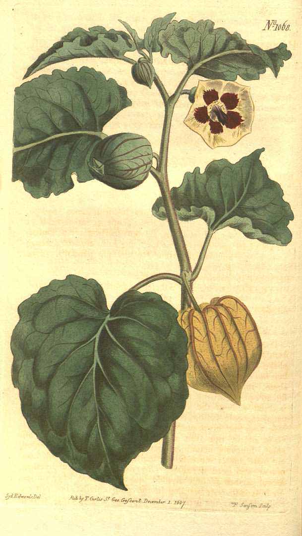Illustration Physalis pubescens, Par Curtis, W., Botanical Magazine (1800-1948) Bot. Mag. vol. 27 (1808) [tt. 1060-1101] t. 1068, via plantillustrations 