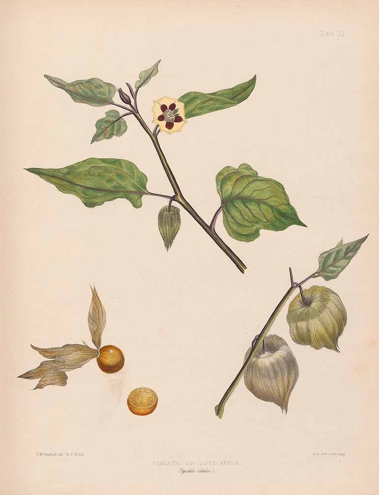 Illustration Physalis pubescens, Par Penfold, J.W., Madeira flowers, fruits, and ferns (1845) Madeira Fl. t. 11, via plantillustrations 
