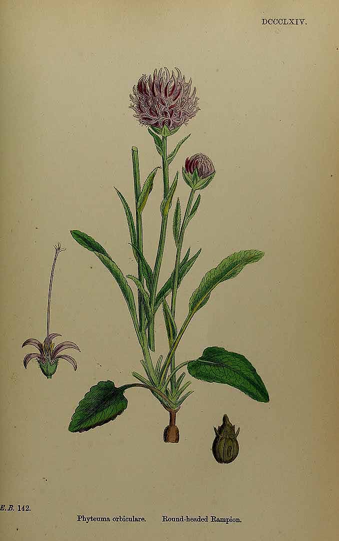 Illustration Phyteuma orbiculare, Par Smith, J.E., English botany, or coloured figures of British plants, ed. 3 [B] [J.E. Sowerby et al] (1863-1899) Engl. Bot., ed. 3 vol. 6 (1866) t. 864, via plantillustrations 