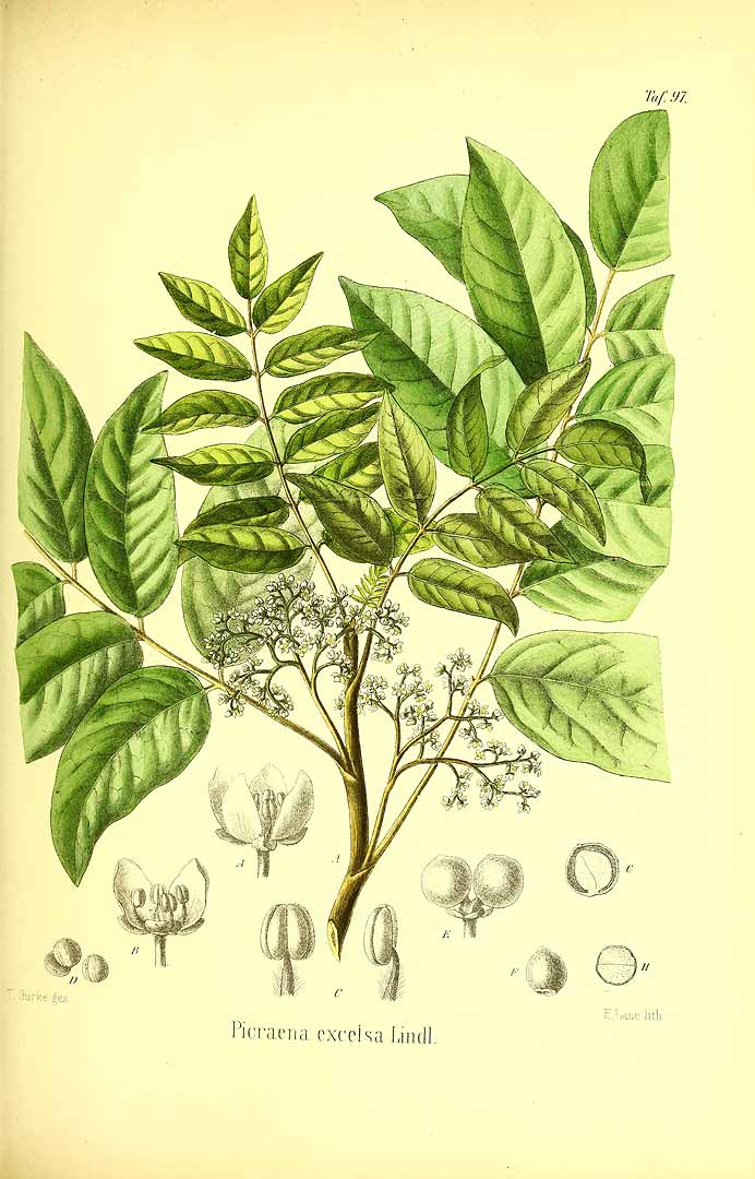 Illustration Picrasma excelsa, Par Berg, O.C., Schmidt, C.F., Atlas der officinellen Pflanzen (1893-1902) Atlas. Off. Pfl. vol. 3 (1896) t. 97, via plantillustrations 