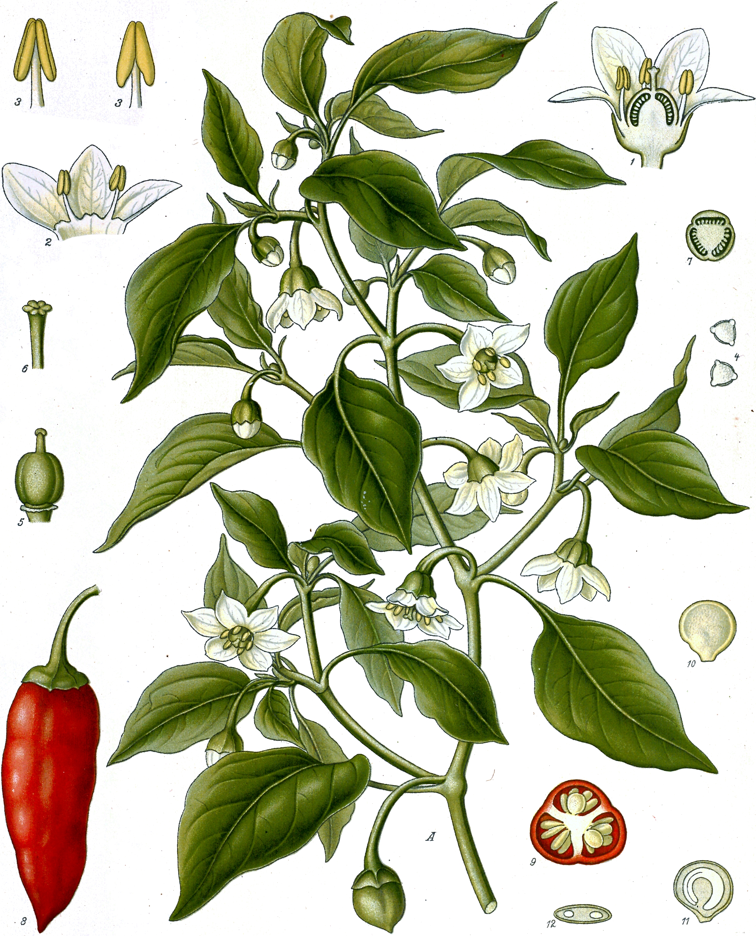 Illustration Capsicum annuum, Par Franz Eugen Köhler (Köhler's Medizinal-Pflanzen : List of Koehler Images, domaine public), via wikimedia 