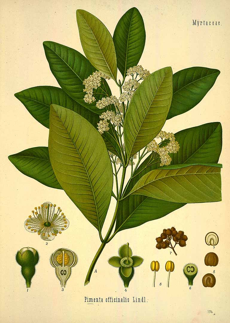 Illustration Pimenta dioica, Par Ko&#776;hler, F.E., Ko&#776;hler?s Medizinal Pflanzen (1883-1914) Med.-Pfl. vol. 2 (1890) t. 123, via plantillustrations 