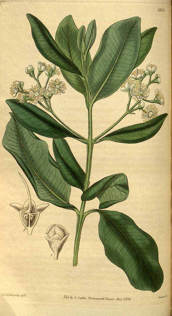Illustration Pimenta racemosa, Par Curtis, W., Botanical Magazine (1800-1948) Bot. Mag. vol. 59 (1832) [tt. 3123-3205] t. 3153, via plantillustrations 