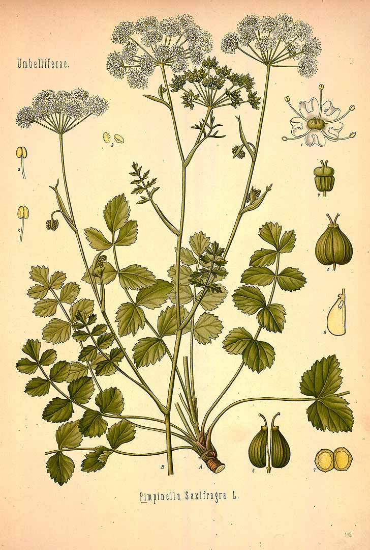 Illustration Pimpinella saxifraga, Par Ko&#776;hler, F.E., Ko&#776;hler?s Medizinal Pflanzen (1883-1914) Med.-Pfl. vol. 2 (1890) t. 142, via plantillustrations 