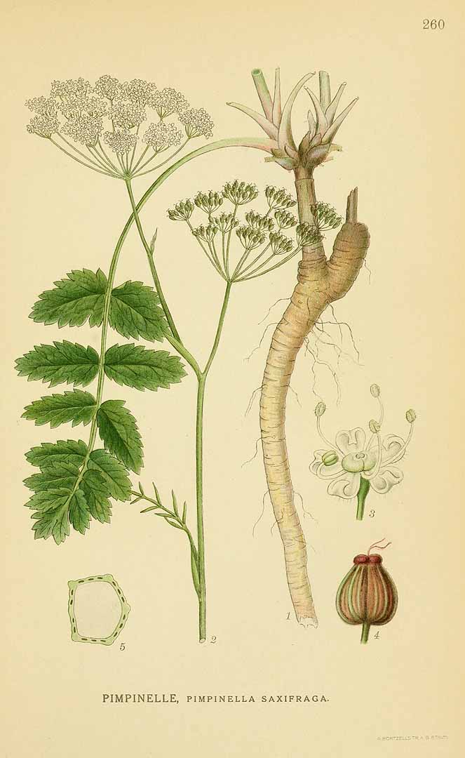 Illustration Pimpinella saxifraga, Par Lindman, C.A.M., Bilder ur Nordens Flora Bilder Nordens Fl. vol. 2 (1922) t. 260, via plantillustrations 
