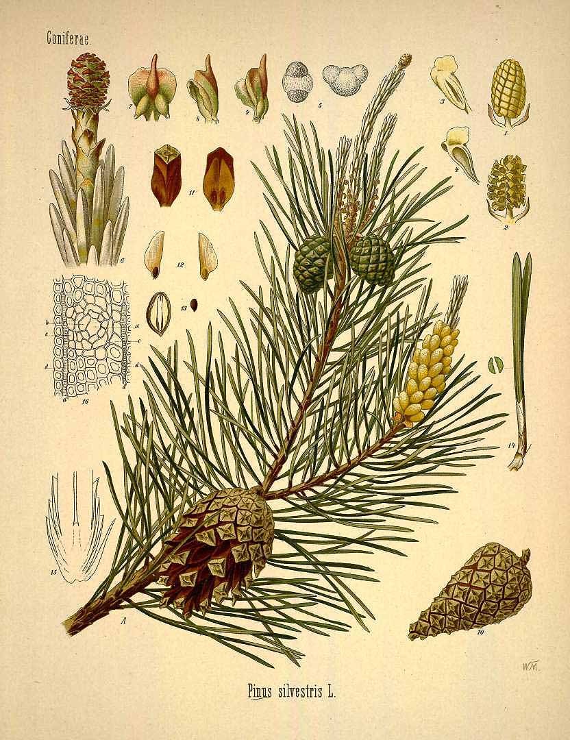 Illustration Pinus sylvestris, Par Ko&#776;hler, F.E., Ko&#776;hler?s Medizinal Pflanzen (1883-1914) Med.-Pfl. vol. 1 (1887), via plantillustrations 