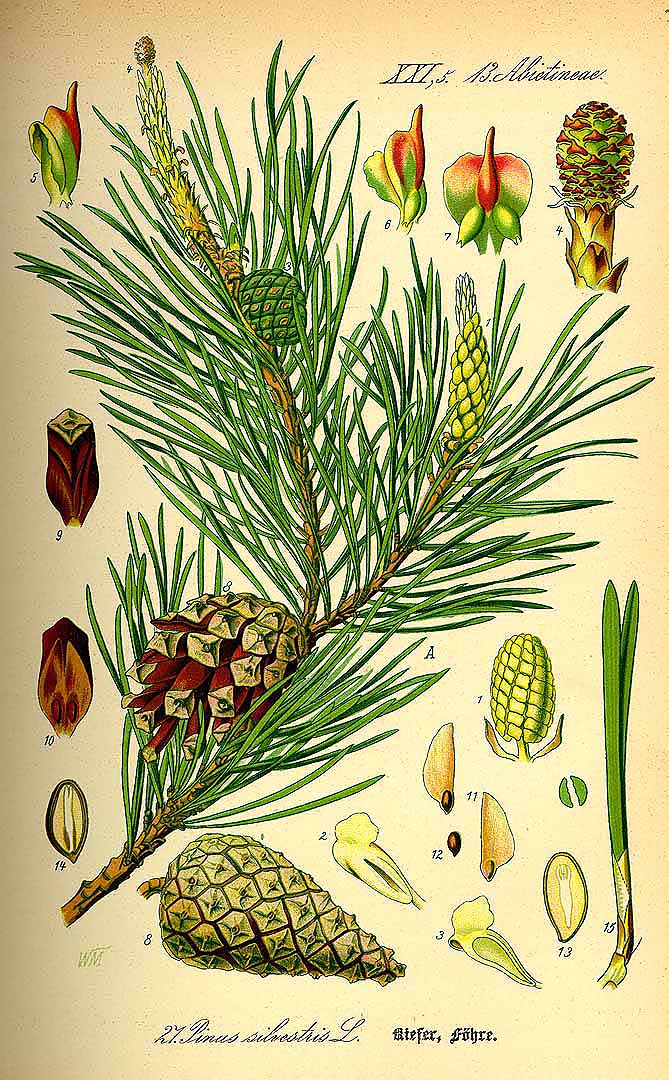 Illustration Pinus sylvestris, Par Thomé, O.W., Flora von Deutschland Österreich und der Schweiz (1886-1889) Fl. Deutschl. vol. 1 (1885), via plantillustrations 