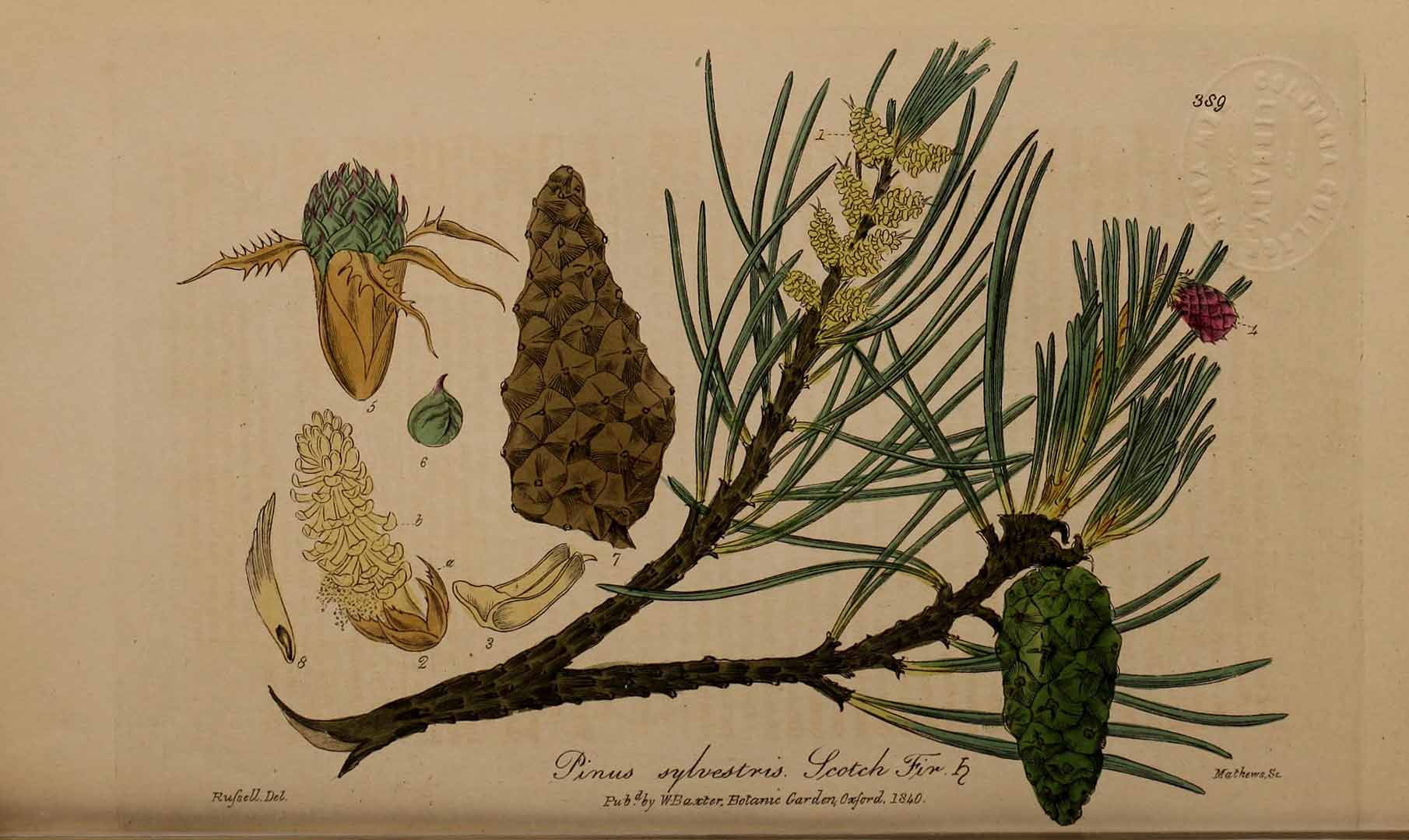 Illustration Pinus sylvestris, Par Baxter, W., British phaenogamous botany (1834-1843) Brit. Phaen. Bot. vol. 5 , via plantillustrations 