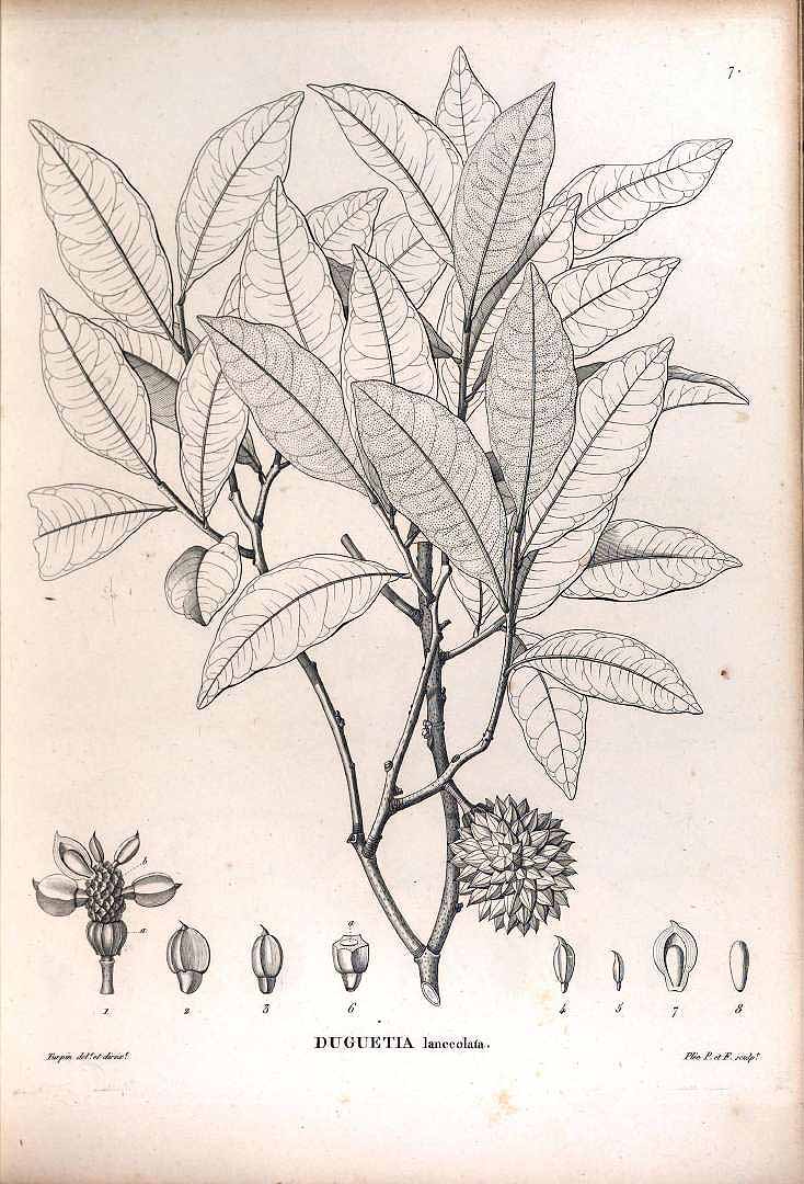 Illustration Duguetia lanceolata, Par Saint-Hilaire A. de (Flora Brasiliae meridionalis, vol. 1: t. 7, 1825), via plantillustrations 