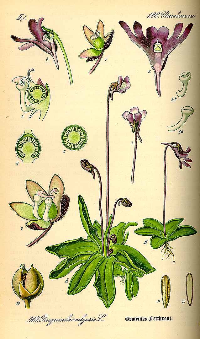 Illustration Pinguicula vulgaris, Par Thomé, O.W., Flora von Deutschland Österreich und der Schweiz (1886-1889) Fl. Deutschl. vol. 4 (1885) t. 510, via plantillustrations 