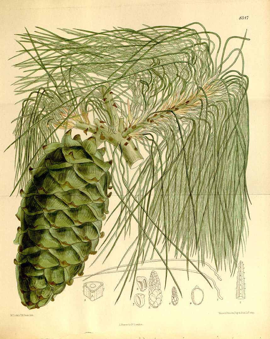 Illustration Pinus armandii, Par Curtis, W., Botanical Magazine (1800-1948) Bot. Mag. vol. 136 (1910) [tt. 8292-8351] t. 8347, via plantillustrations 