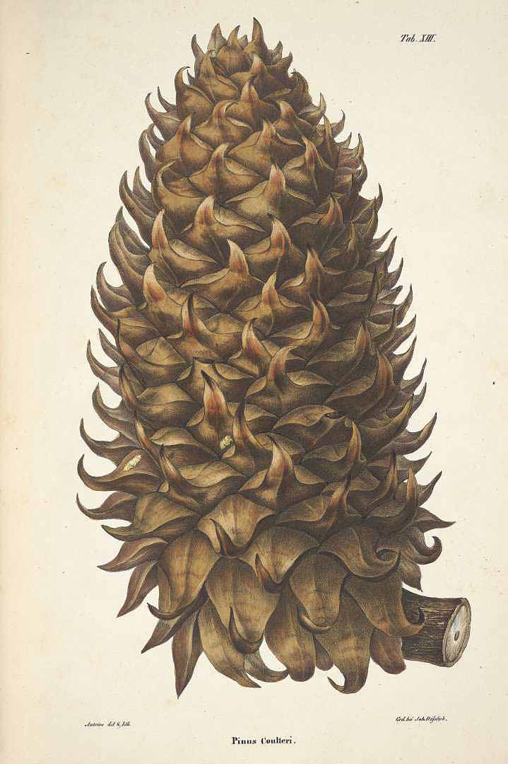 Illustration Pinus coulteri, Par Antoine, F., Jr., Coniferen (1840-1841) Coniferen (1840) t. 13	p. 31 , via plantillustrations 