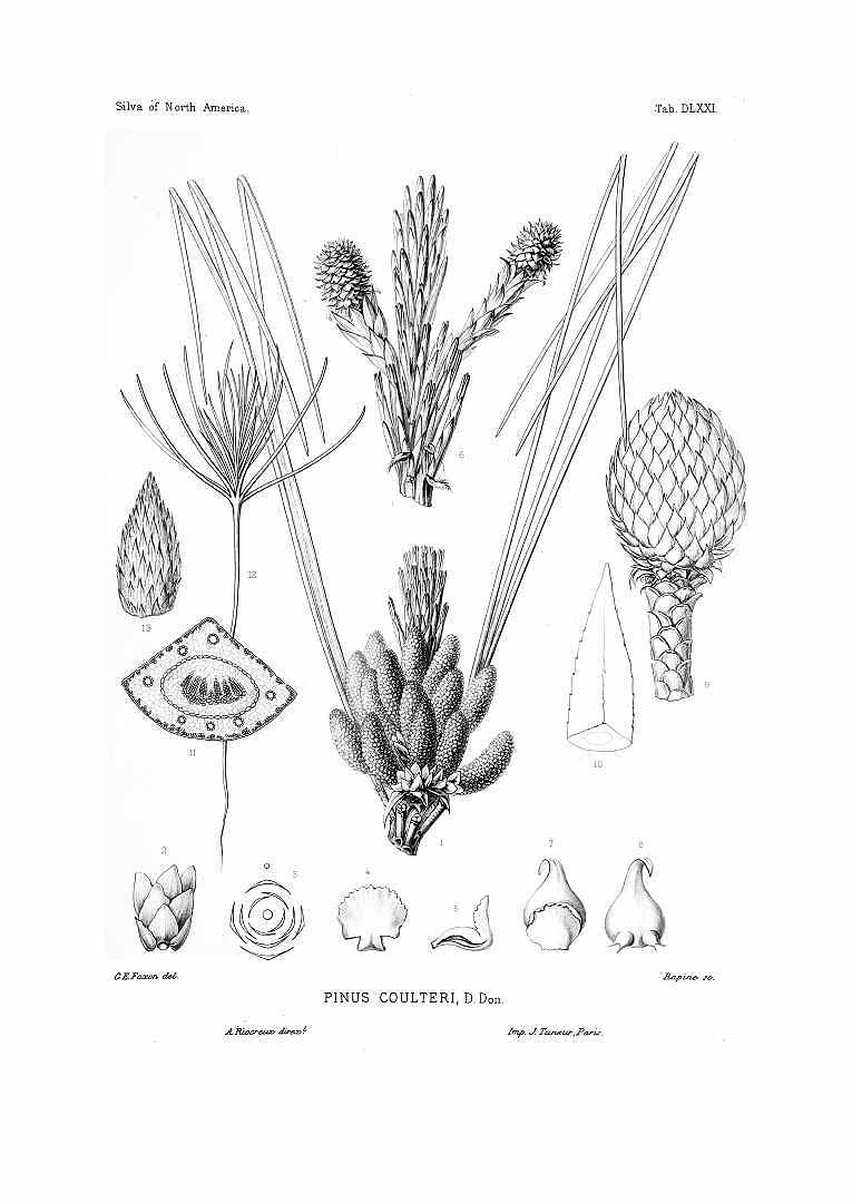 Illustration Pinus coulteri, Par Sargent, C.S., Silva of North America (1891-1902) Silva vol. 11 (1897) t. 571, via plantillustrations 