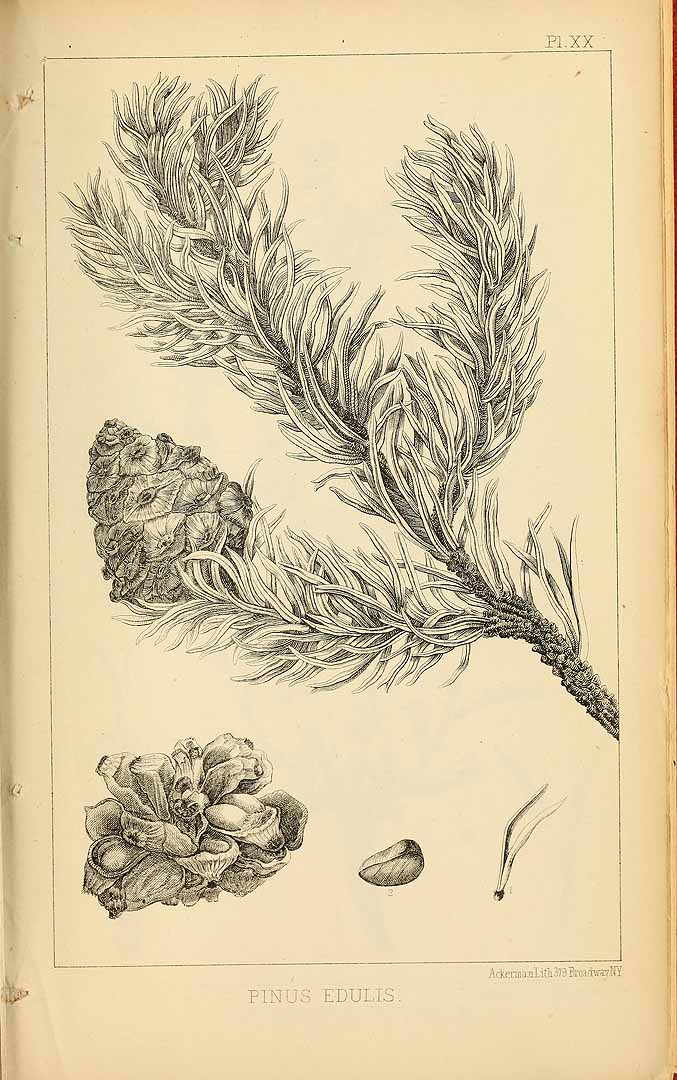 Illustration Pinus edulis, Par Torrey, J., Sitgreave, L., Report of an expedition down the Zuni and Colorado rivers (1853)  (1853) t. 20, via plantillustrations 