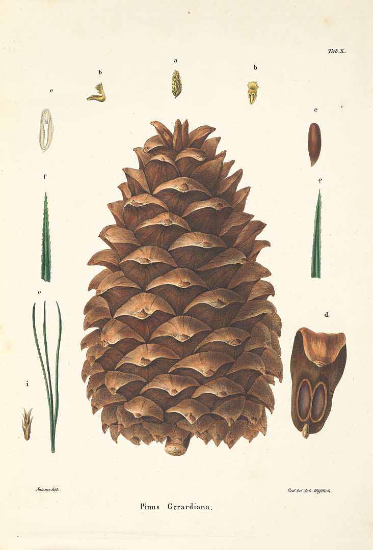 Illustration Pinus gerardiana, Par Antoine, F., Jr., Coniferen (1840-1841) Coniferen (1840) t. 10	p. 29 , via plantillustrations 