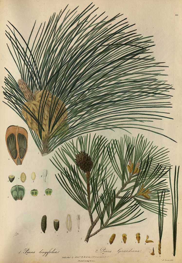 Illustration Pinus gerardiana, Par Royle, J.F., Illustrations of the botany and other branches of the natural history of the Himalayan Mountains and of the flora of Cashmere, Plates (1839) Ill. Bot. Himal. Mts. vol. 2 (1839) t. 85, via plantillustrations 