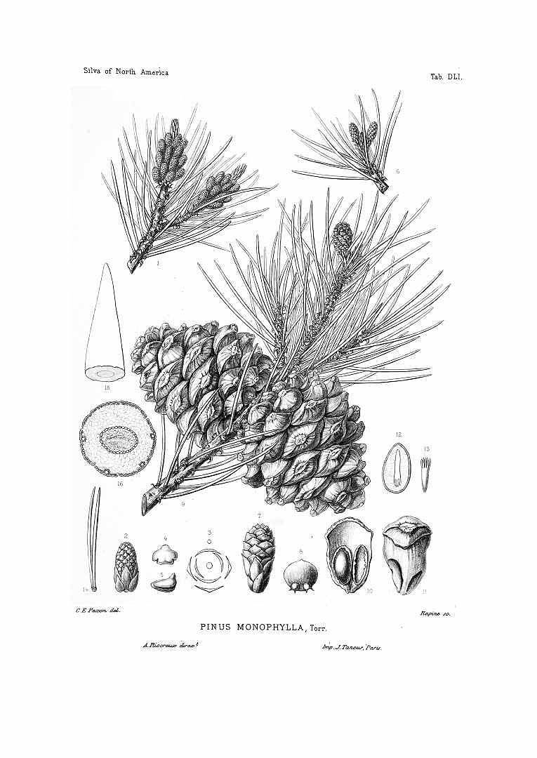 Illustration Pinus monophylla, Par Sargent, C.S., Silva of North America (1891-1902) Silva vol. 11 (1897) t. 551, via plantillustrations 