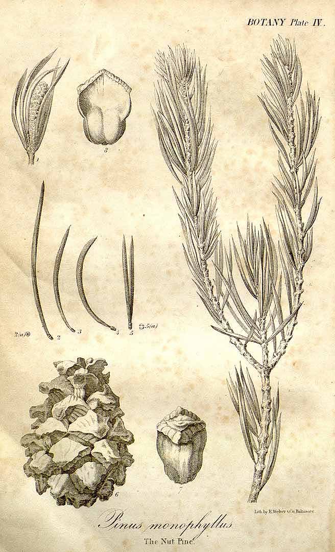 Illustration Pinus monophylla, Par Fre&#769;mont, J.C., Report of the exploring expedition to the Rocky Mountains in the year 1842, and to Oregon and North California in the years 1843-44 (1845) Rep. Exped. Rocky Mts. (1845) t. 4, via plantillustrations 