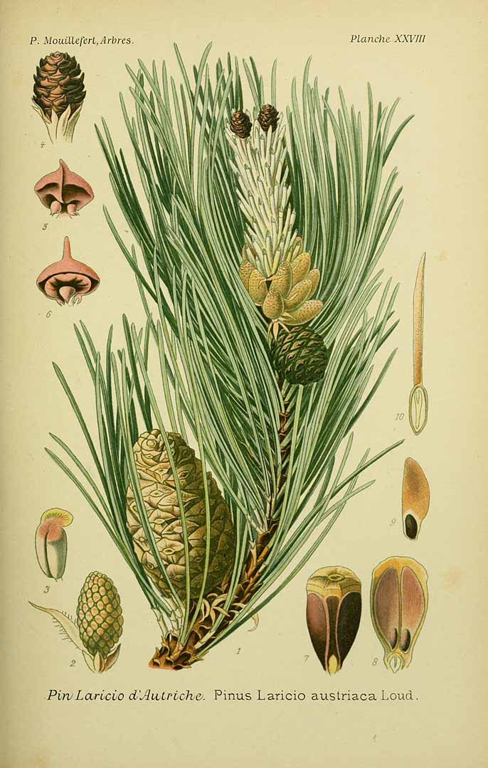 Illustration Pinus nigra, Par Mouillefert, P., Traité des arbres et arbrissaux, Atlas (1892-1898)  (1892) t. 28, via plantillustrations 