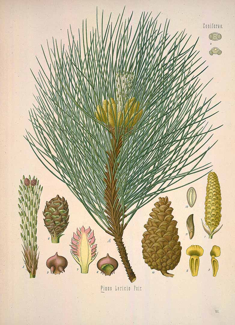 Illustration Pinus nigra, Par Ko&#776;hler, F.E., Ko&#776;hler?s Medizinal Pflanzen (1883-1914) Med.-Pfl. vol. 2 (1890) t. 161, via plantillustrations 