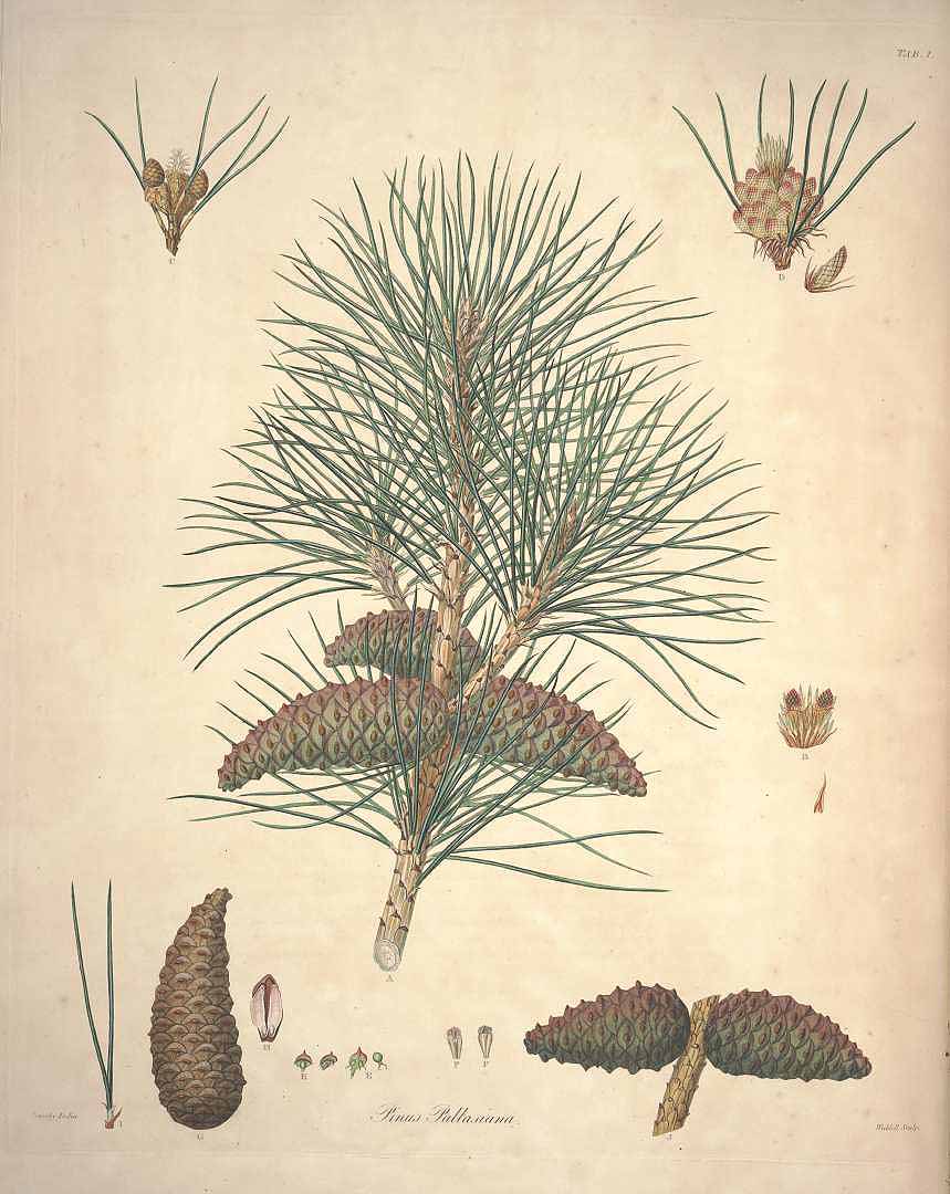 Illustration Pinus nigra, Par Lambert, A.B., Don, D., description of the genus Pinus and some other remarkable plants (1828-1837) Descr. Pinus vol. 2 (1824) t. 1, via plantillustrations 
