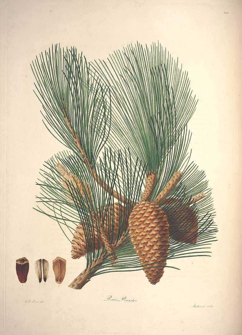 Illustration Pinus pinaster, Par Lambert, A.B., Don, D., description of the genus Pinus and some other remarkable plants (1828-1837) Descr. Pinus vol. 1 (1803) t. 5, via plantillustrations 